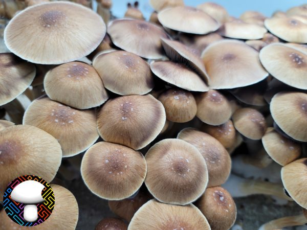 Honduras Spore Print Mushroom Spores