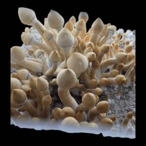 Leucistic Golden teacher Psilocybe cubensis spore swab