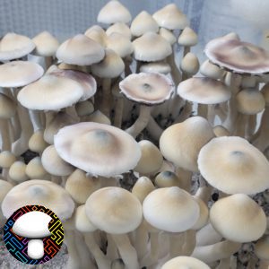 Leucistic A+ Mushroom Spores