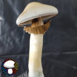 Rusty white mushroom spore