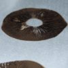 Golden Teacher Spore Print - Image 2