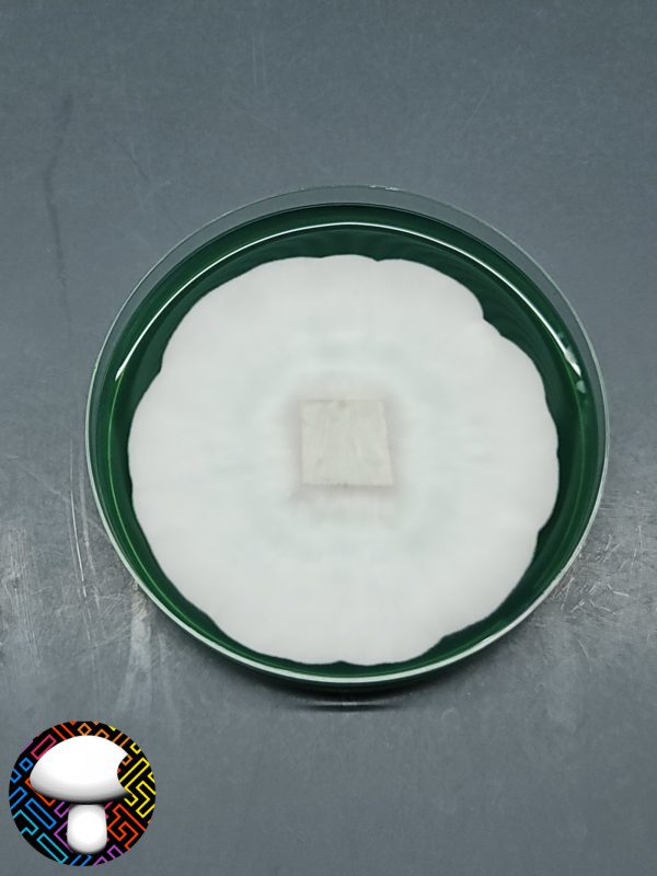 Albino Penis Envy Isolated Plate
