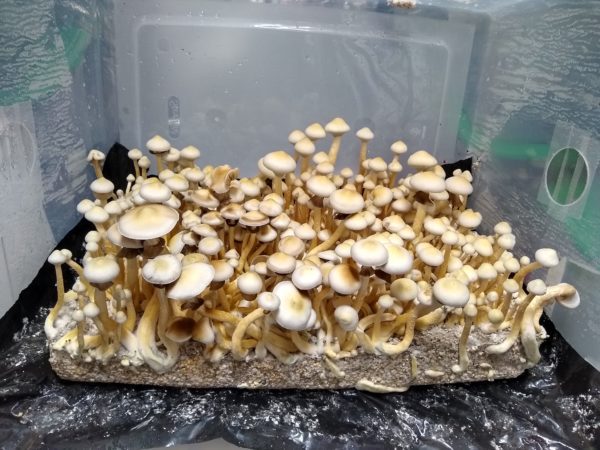 Rusty White cubensis mushroom spores