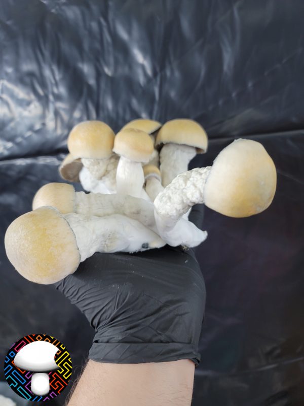 Psilocybe cubensis Melmak