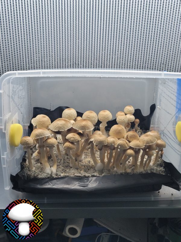 psilocybe cubensis golden Halo