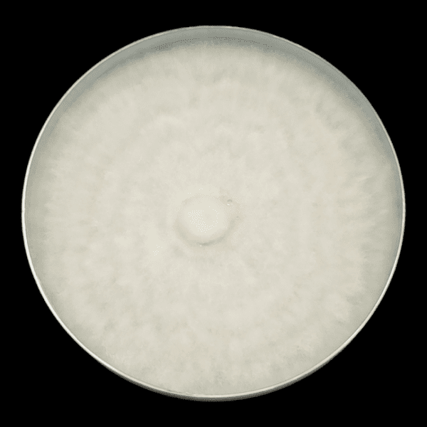 Image of Agar Plate covered with fluffy white mycelium. ATL 7, or Atlantis 7 is the name of the variety of mushrooms