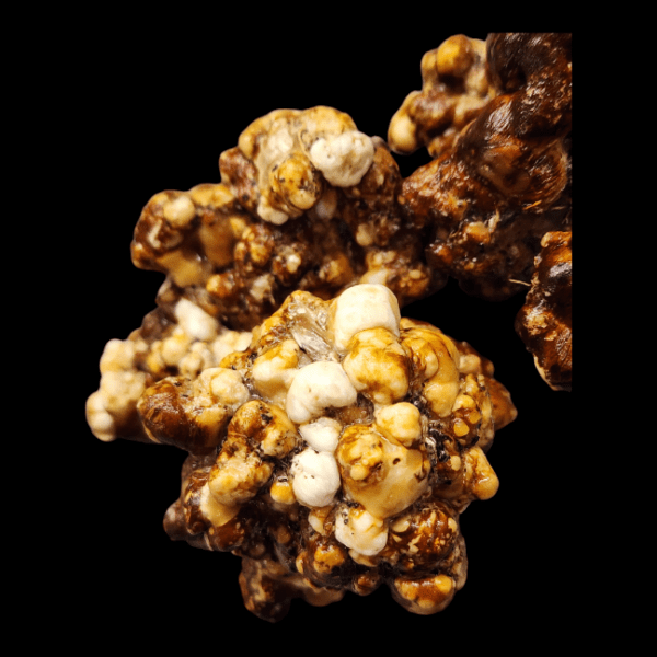 Image of Mushroom Truffles produced from ATL 7, or Atlantis 7 genetics.