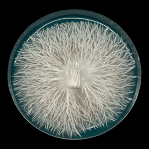 Image of a petri dish with deep blue agar and crisp white mycelium. Variety Golden Teacher. The white on the plate looks like a snowflake.