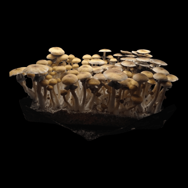 Golden Teacher Mushrooms. Large flush of Golden tan cap cubensis mushrooms.