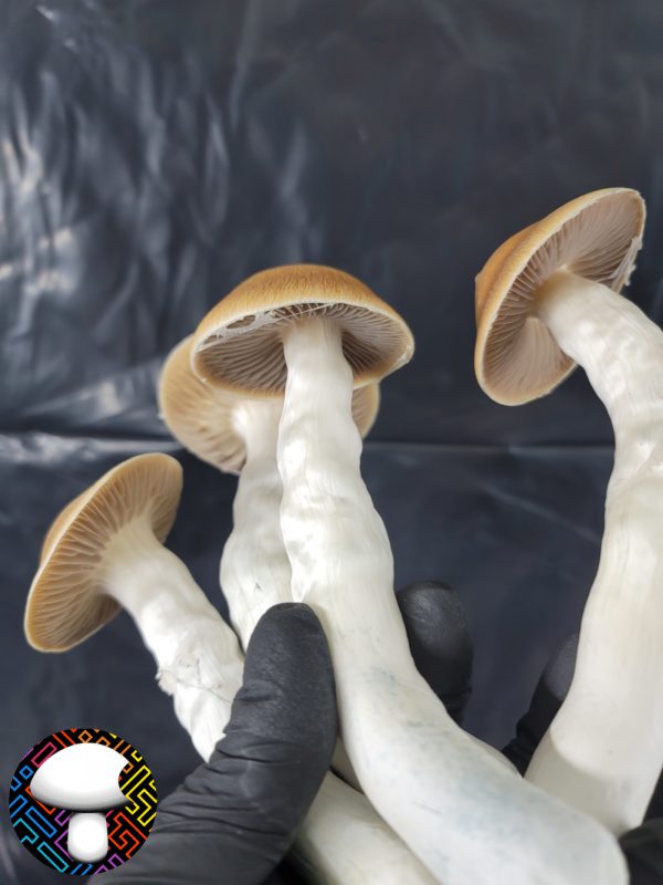 Psilocybe cubensis vader