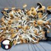 Psilocybe cubensis vader