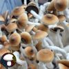 Psilocybe cubensis vader