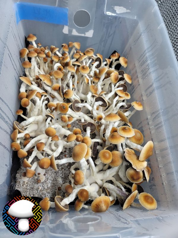 Psilocybe cubensis vader