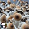Psilocybe cubensis vader