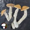 Psilocybe cubensis vader