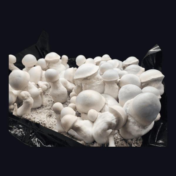 large flush of white mushrooms called Albino Melmac. This variant of Melmac has lost all pigmentation and is considered Albino.