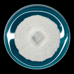 Image of petri dish with deep blue agar. Beautiful White mycelium covers the plate. This variety is Albino Melmac.