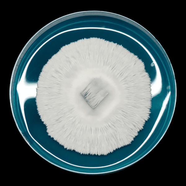 Image of petri dish with deep blue agar. Beautiful White mycelium covers the plate. This variety is Albino Melmac.