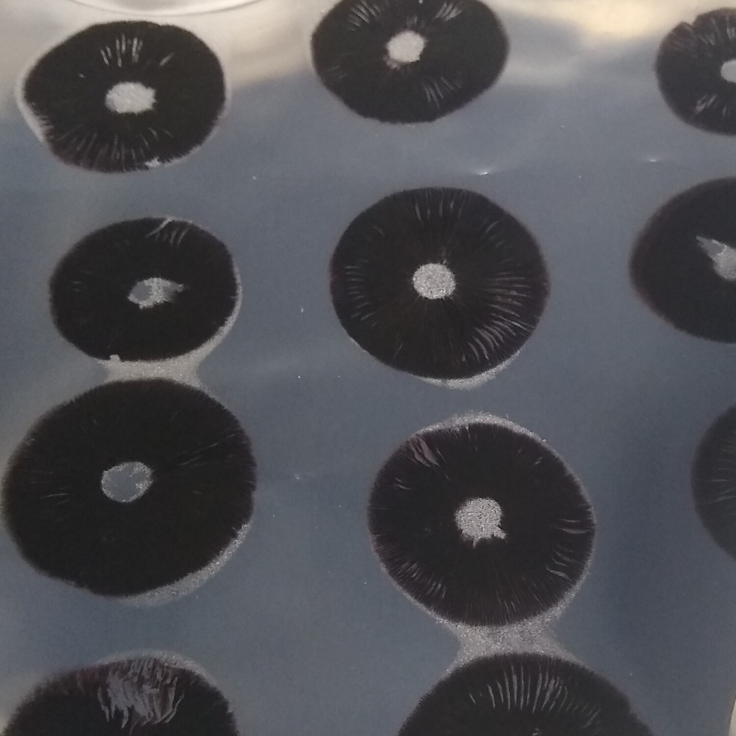 psilocybe cubensis mushroom spore print