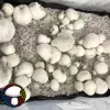 psilocybe cubensis super albino penis envy