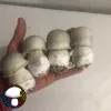 psilocybe cubensis super albino penis envy