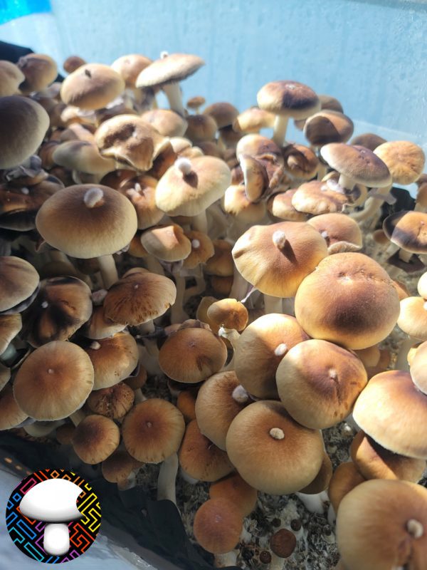 psilocybin cubensis Hanoi