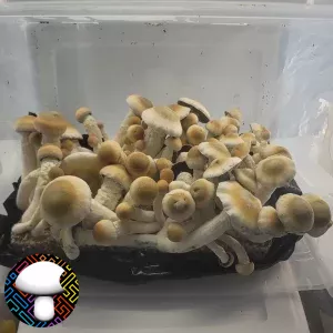 Psilocybe cubensis Melmac spore mushroom