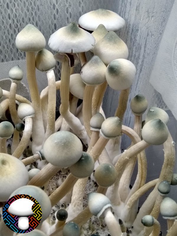 Leucistic A+ Mushroom Spore