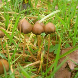 Psilocybe semilanceata group