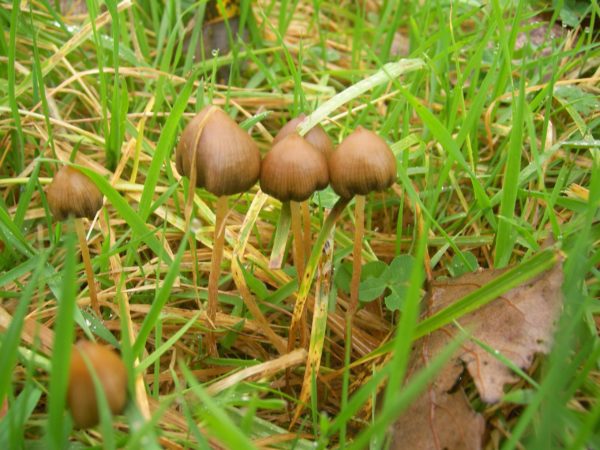 Psilocybe semilanceata group