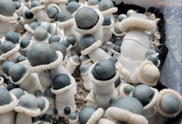 MFH Albino Penis Envy Mushroom Spores