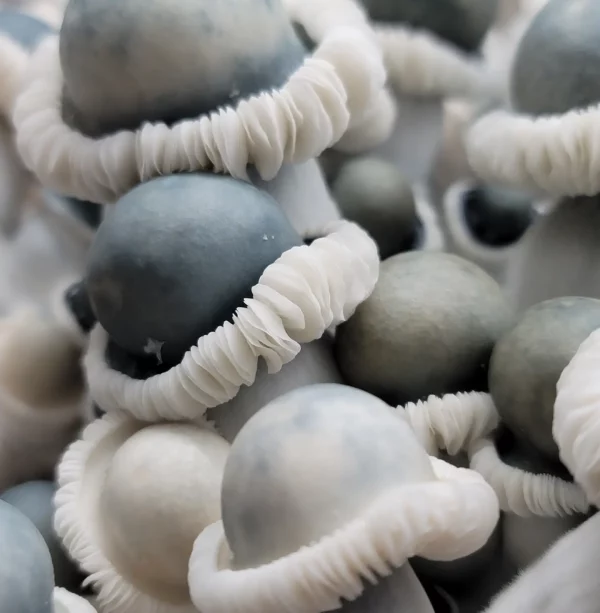 MFH Albino Penis Envy Mushroom Spores
