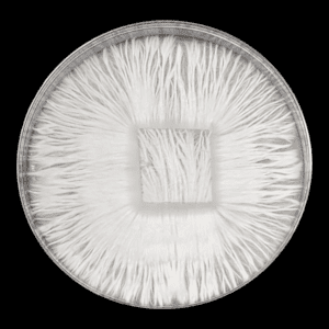 Image of petri dish with beautiful white mycelium.