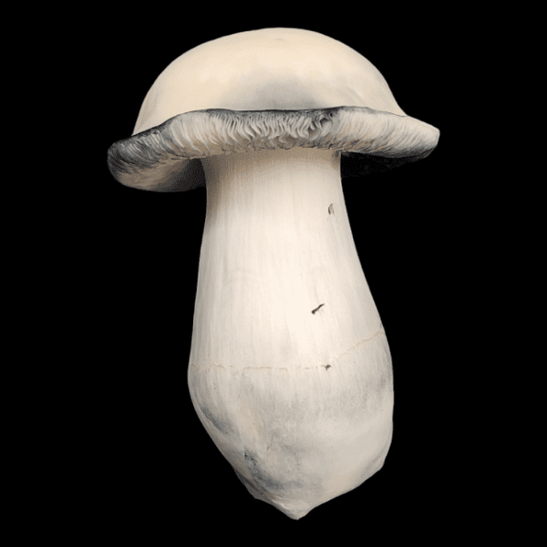 Image of Large White Mushroom curled cap with white gills and bluing around the edge of cap.