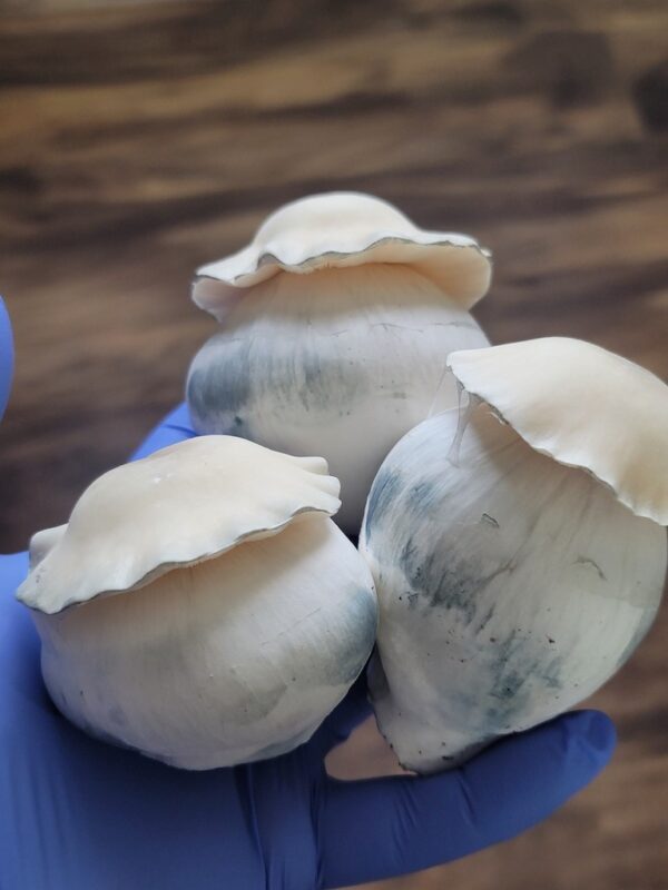 Albino Bluey Vuitton mushroom genetic spore swab microscopy use