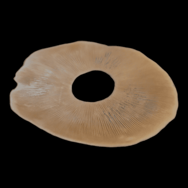 image of Rust colored spore print taken from basidium equilibrium's BAPER Rust mushroom