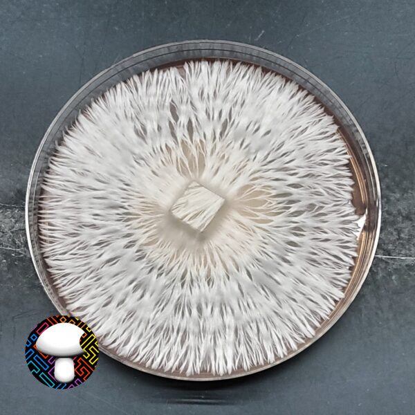 Leucistic Tosohatchee - Isolated Plate