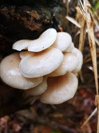 Fungi & Bioremediation