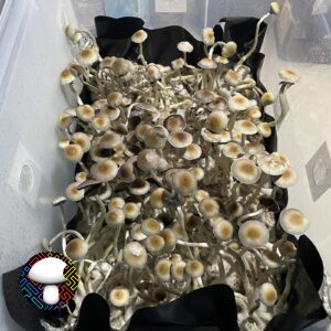Manna From Heaven Psilocybe Natalensis