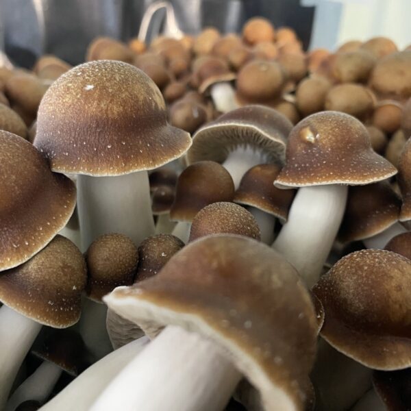 MFH Penis Envy Isolated Plate mushroom spores