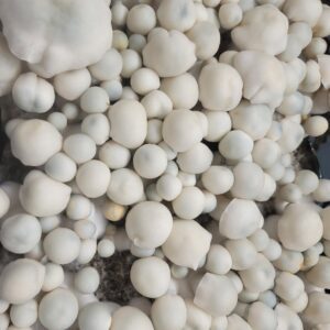 Albino Bluey Vuitton mushroom genetics