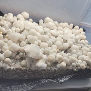 Albino Bluey Vuitton mycelium Petri dish mushroom genetic for microscopy use