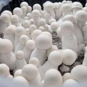king Boo Mushroom - Medium white mushrooms with albino traits, clear spores, white gills by mushin mushrooms