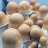 ODPE 100g 2