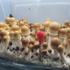 ODPE 100g 3