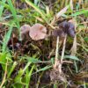 P. Semilansceata