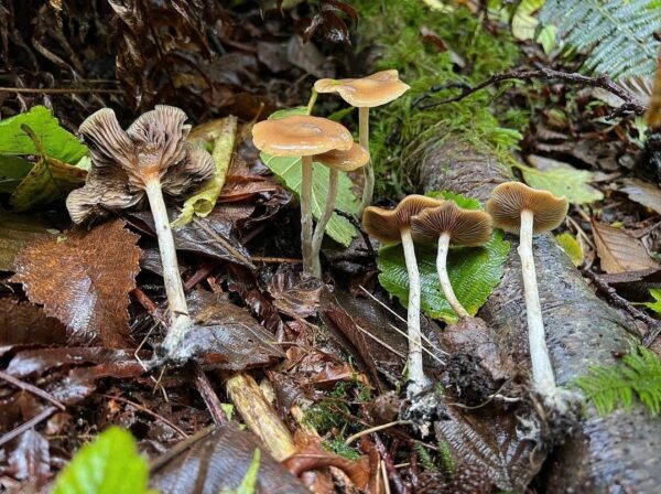 p. stunzii mushroom spore
