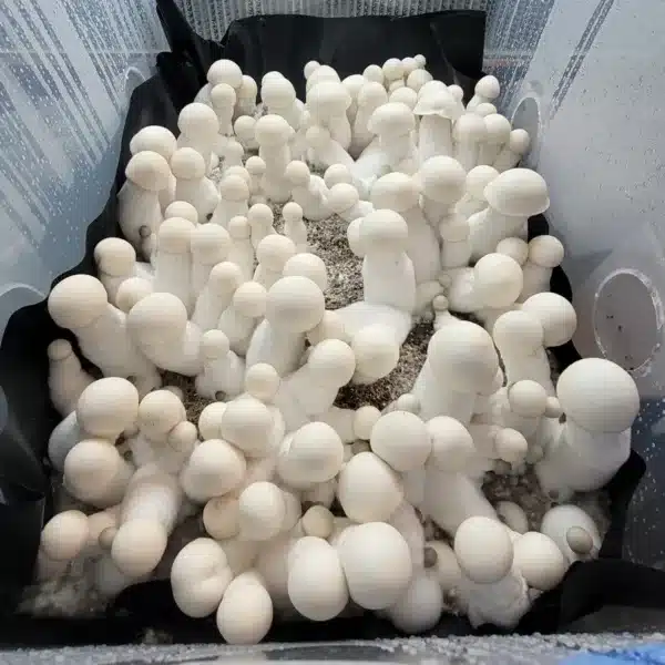 King Boo Psilocybin Mushrooms. Pure White Large mushrooms