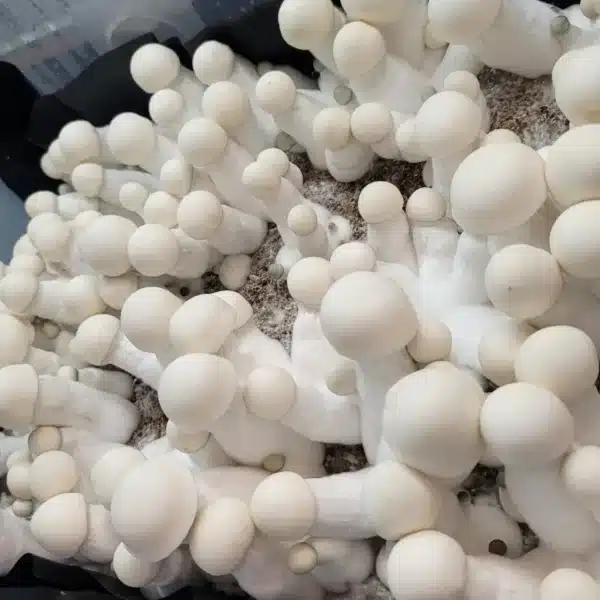 King Boo Psilocybin Mushrooms. Pure White Large mushrooms