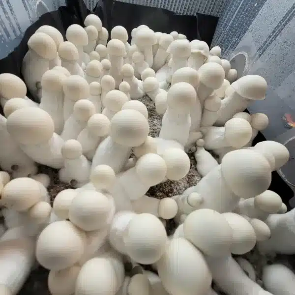 King Boo Psilocybin Mushrooms. Pure White Large mushrooms